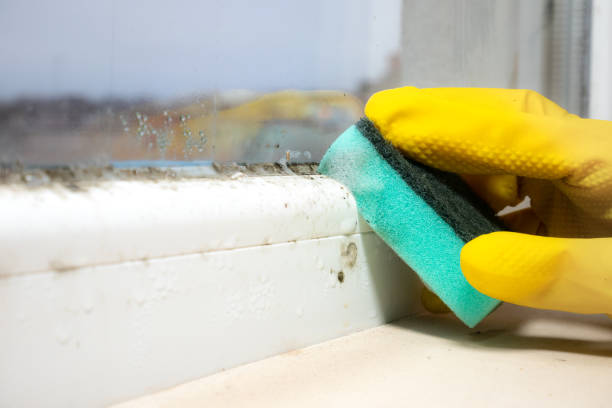 Best Attic Mold Removal  in Duncan, SC